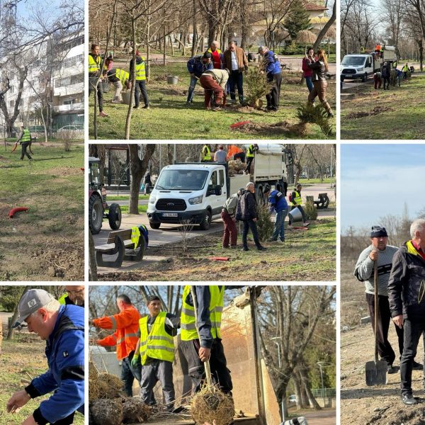 arbori - primaria calarasi