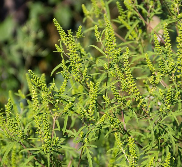 Sursa: reginamaria.ro