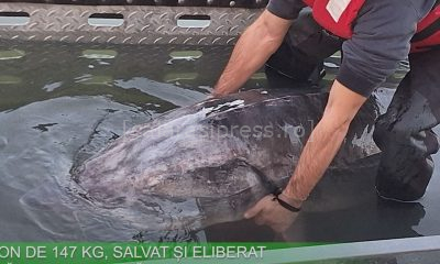 VIDEO. STURION DE 147 KG, SALVAT ȘI ELIBERAT ÎN DUNĂRE DE AUTORITĂȚI