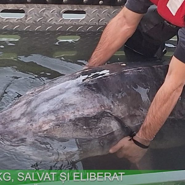 VIDEO. STURION DE 147 KG, SALVAT ȘI ELIBERAT ÎN DUNĂRE DE AUTORITĂȚI