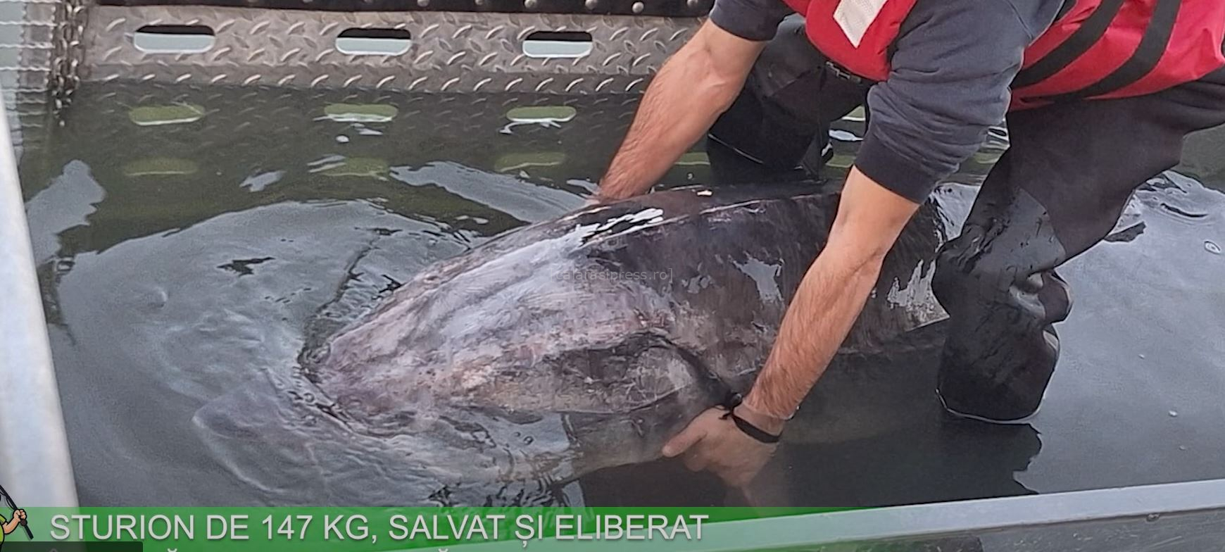 VIDEO. STURION DE 147 KG, SALVAT ȘI ELIBERAT ÎN DUNĂRE DE AUTORITĂȚI