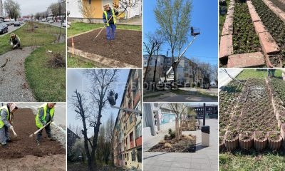 Se lucrează în Călărași: toaletări de arbori, plombări și amenajări de parcări