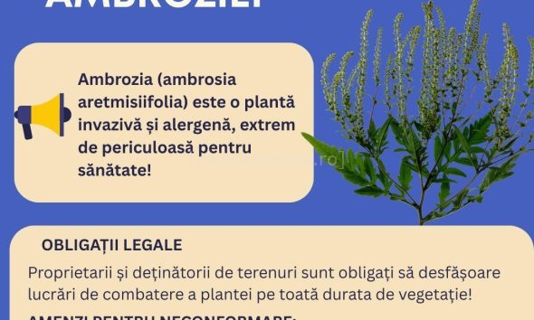 Atenție! Ambrozia trebuie eliminată până la finalul sezonului: Primăria Oltenița avertizează asupra sancțiunilor