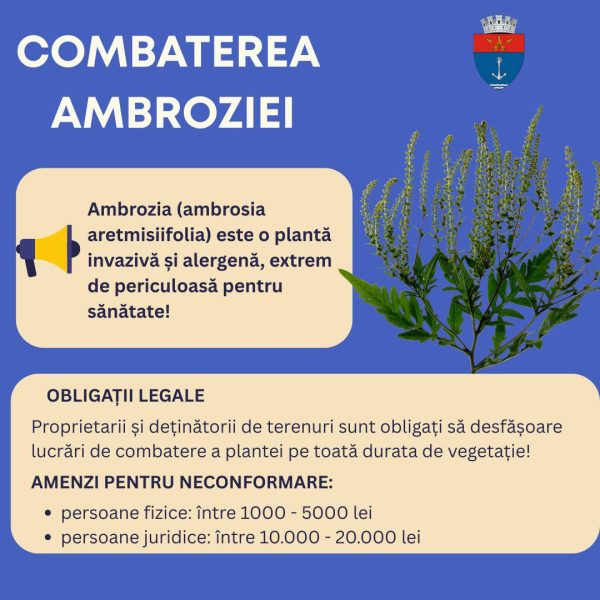 Atenție! Ambrozia trebuie eliminată până la finalul sezonului: Primăria Oltenița avertizează asupra sancțiunilor
