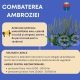 Atenție! Ambrozia trebuie eliminată până la finalul sezonului: Primăria Oltenița avertizează asupra sancțiunilor
