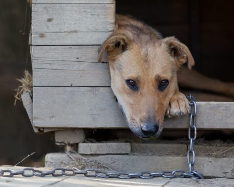 Caz șocant în Dragalina: minor de 14 ani, cercetat pentru uciderea unor animale. Instanța a respins arestul la domiciliu