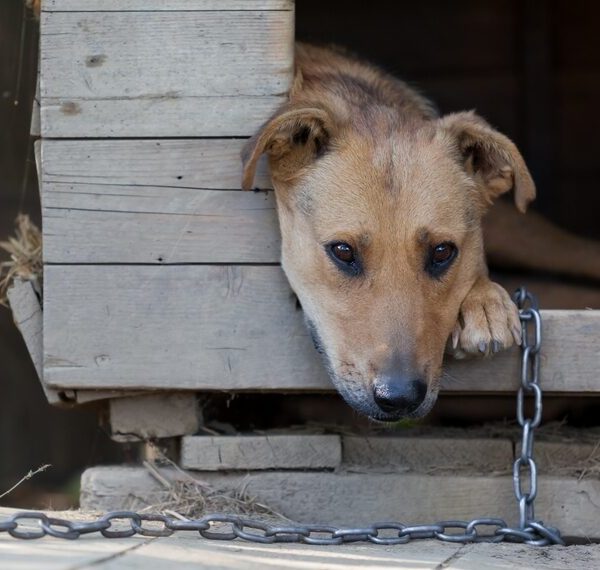 Caz șocant în Dragalina: minor de 14 ani, cercetat pentru uciderea unor animale. Instanța a respins arestul la domiciliu