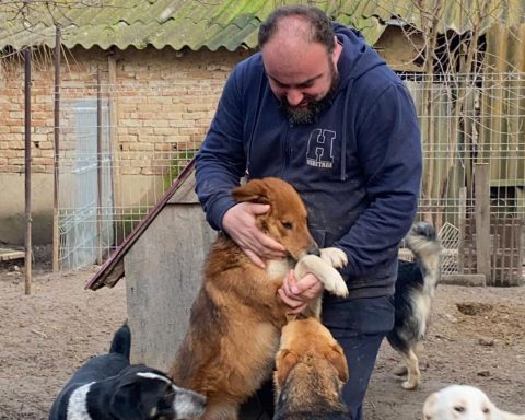 Consilier local AUR: „Autoritățile nu știu câți câini fără stăpân sunt în județul Călărași”