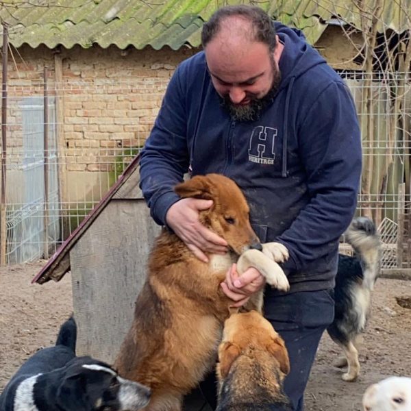 Consilier local AUR: „Autoritățile nu știu câți câini fără stăpân sunt în județul Călărași”