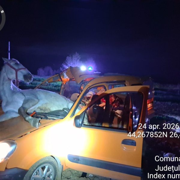 Accident grav într-o localitate din Călărași: un cal a ajuns în mașină după impact. Două persoane au fost răănite